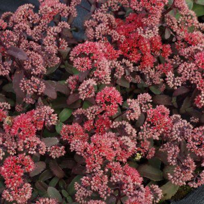 Sedum 'Desert Red'