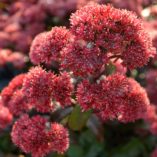 Sedum 'Desert Red'