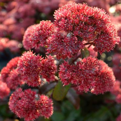 Sedum 'Desert Red'