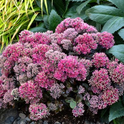 Sedum 'Dynomite'