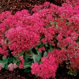 Sedum 'Dynomite'