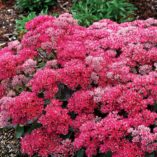 Sedum 'Dynomite'