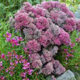 Sedum 'Dynomite'