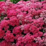 Sedum 'Dynomite'