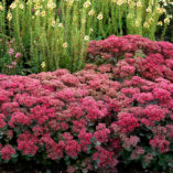 Sedum 'Dynomite'