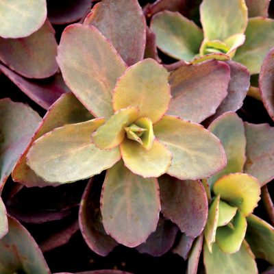 Sedum 'Dynomite'