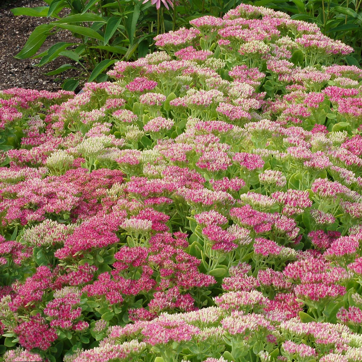 Sedum 'Hot Stuff'