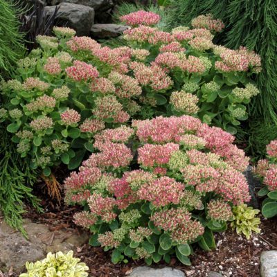 Sedum 'Hot Stuff'