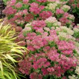 Sedum 'Hot Stuff'