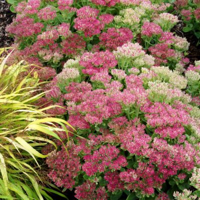 Sedum 'Hot Stuff'