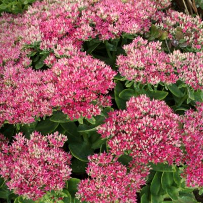 Sedum 'Hot Stuff'