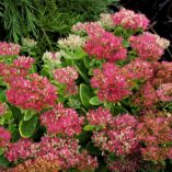 Sedum 'Hot Stuff'