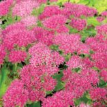 Sedum 'Hot Stuff'