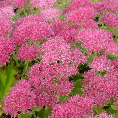 Sedum 'Hot Stuff'