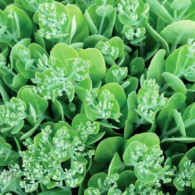 Sedum 'Hot Stuff'