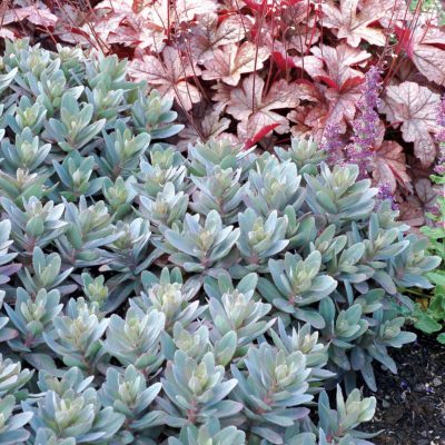 Sedum 'Marina'