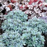 Sedum 'Marina'