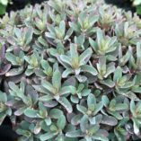 Sedum 'Marina'