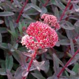 Sedum 'Marina'