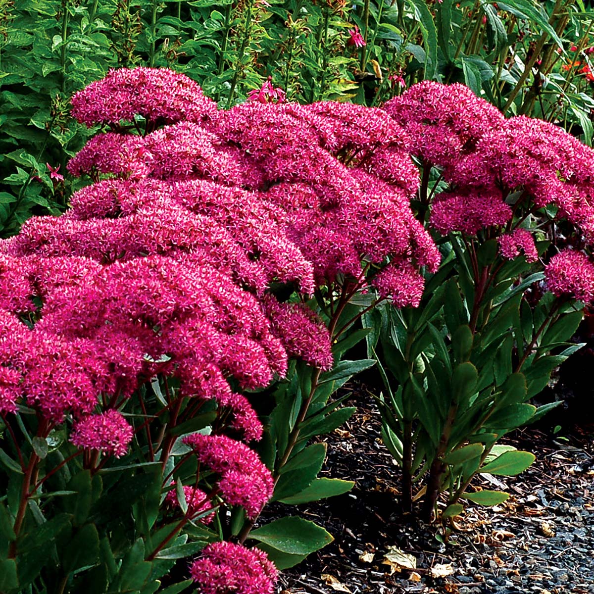 Sedum 'Mr. Goodbud'