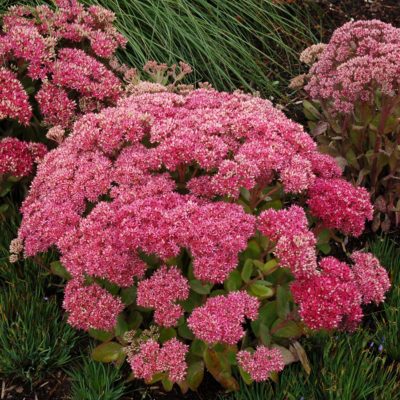 Sedum 'Mr. Goodbud'