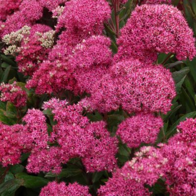 Sedum 'Mr. Goodbud'