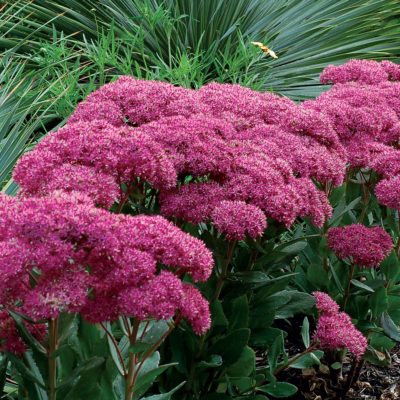 Sedum 'Mr. Goodbud'