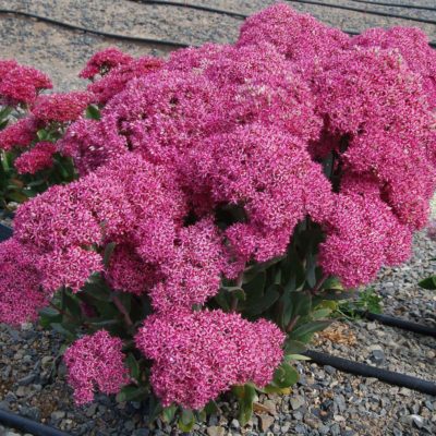 Sedum 'Mr. Goodbud'