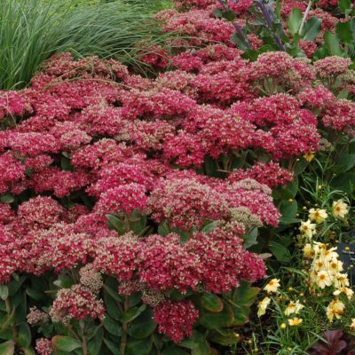 Sedum 'Mr. Goodbud'