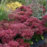 Sedum 'Mr. Goodbud'