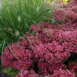 Sedum 'Mr. Goodbud'