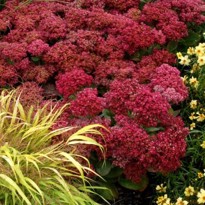 Sedum 'Mr. Goodbud'