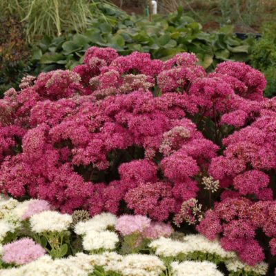 Sedum 'Mr. Goodbud'