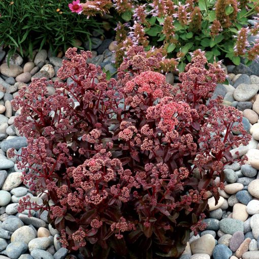 Sedum 'Orbit Bronze'