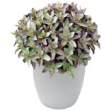 Sedum 'Orbit Bronze'