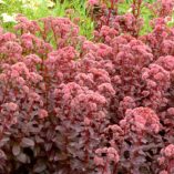 Sedum 'Orbit Bronze'