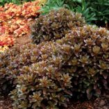 Sedum 'Orbit Bronze'