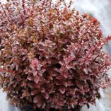 Sedum 'Orbit Bronze'