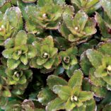 Sedum 'Orbit Bronze'