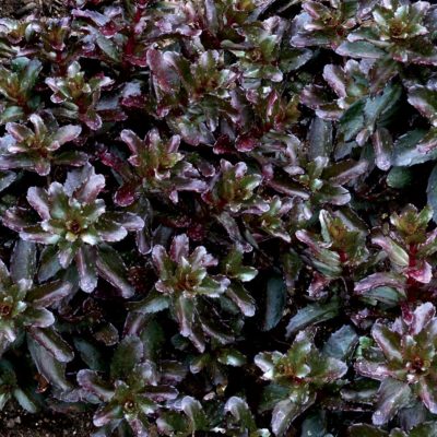 Sedum 'Orbit Bronze'