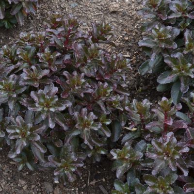 Sedum 'Orbit Bronze'