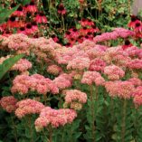 Sedum 'Pool Party'