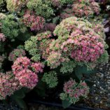 Sedum 'Pool Party'