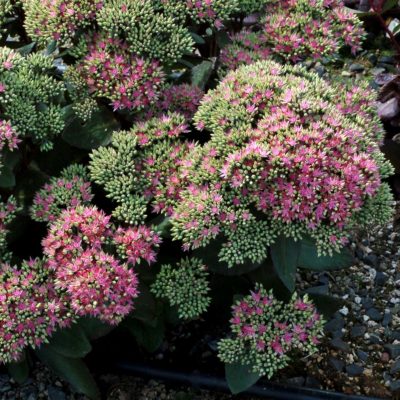 Sedum 'Pool Party'