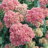 Sedum 'Pool Party'