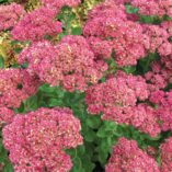 Sedum 'Pool Party'