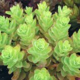 Sedum 'Pool Party'