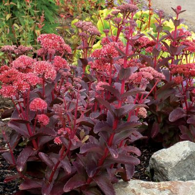 Sedum 'Raspberry Truffle'