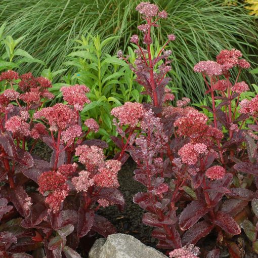 Sedum 'Raspberry Truffle' | TERRA NOVA® Nurseries, Inc.