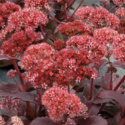 Sedum 'Raspberry Truffle'